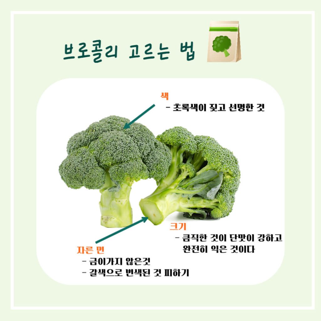 브로콜리 효능 알아보기 : 면역력 강화, 암 등 생활습관병 예방(feat. 다이어트 보조)