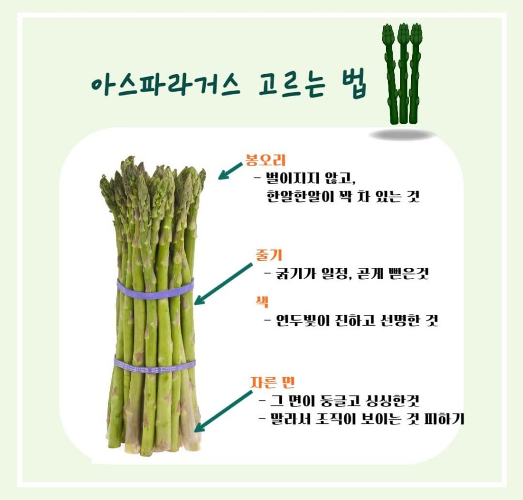 아스파라거스 효능 알아보기 : 지친 몸에 활력을!! 피로회복에 좋은 음식(feat 고혈압 예방)