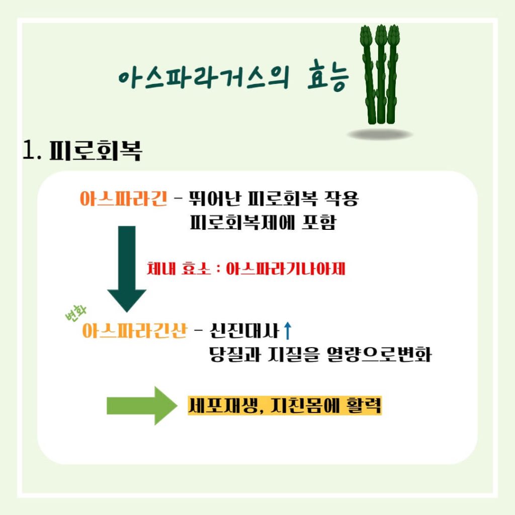 아스파라거스 효능 알아보기 : 지친 몸에 활력을!! 피로회복에 좋은 음식(feat 고혈압 예방)
