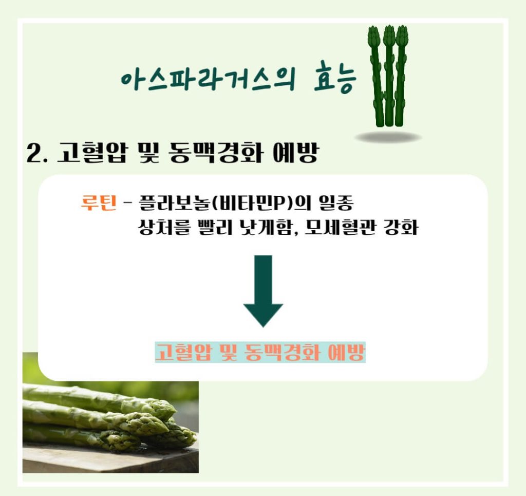아스파라거스 효능 알아보기 : 지친 몸에 활력을!! 피로회복에 좋은 음식(feat 고혈압 예방)