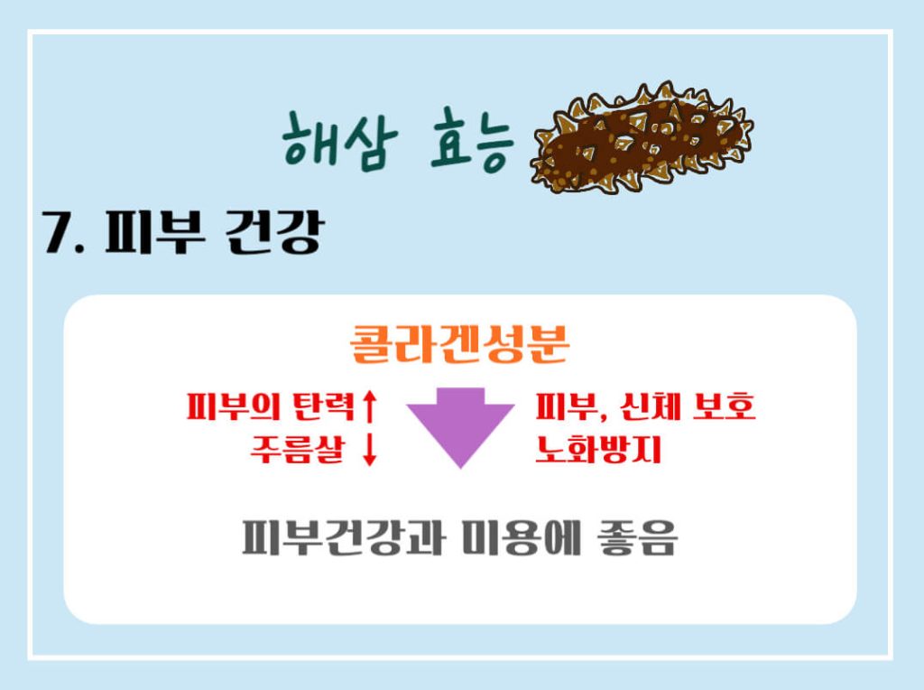 해삼 효능 7가지, 칼로리 알아보기 : 바다의 인삼(feat. 부작용) - 여행 일상 음악 그리고 건강