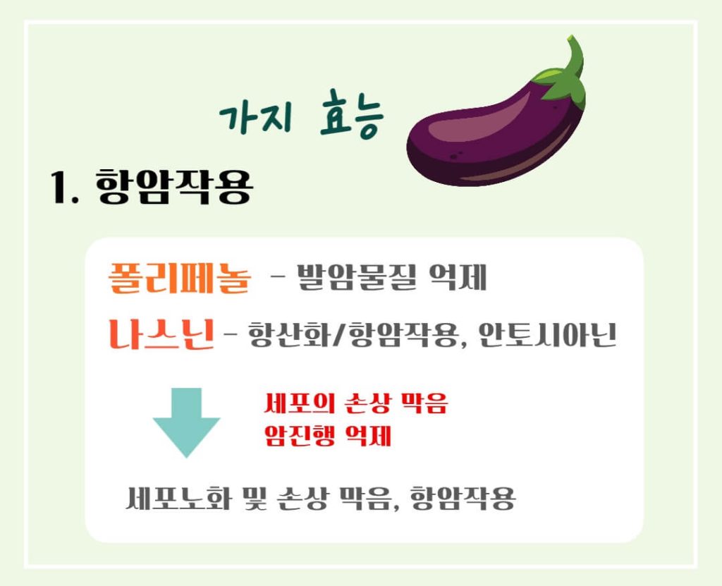 가지 효능 칼로리 알아보기 : 여름철 채소(feat. 만능채소)