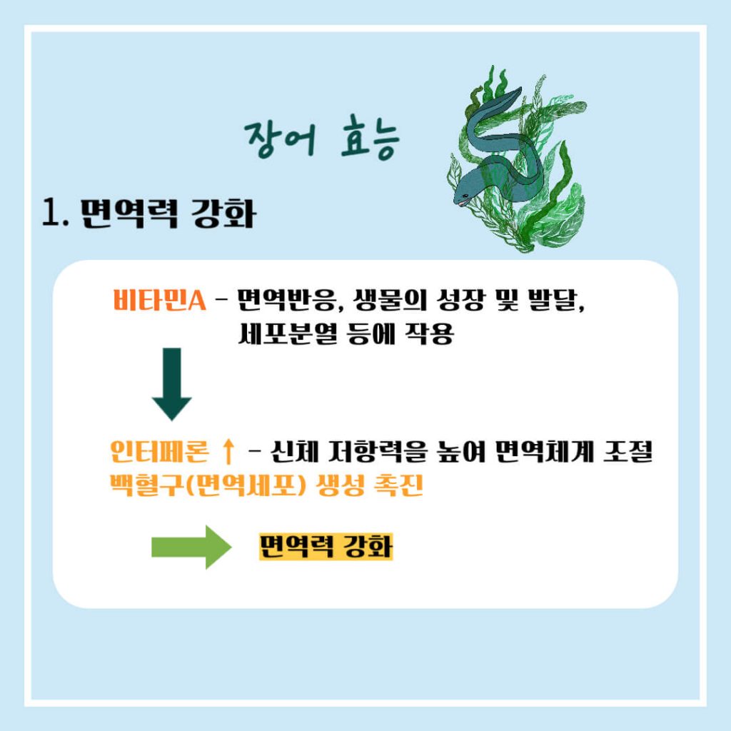 장어 효능 알아보기 : 면역력 강화, 눈건강, 여성질환 예방(feat. 부작용)