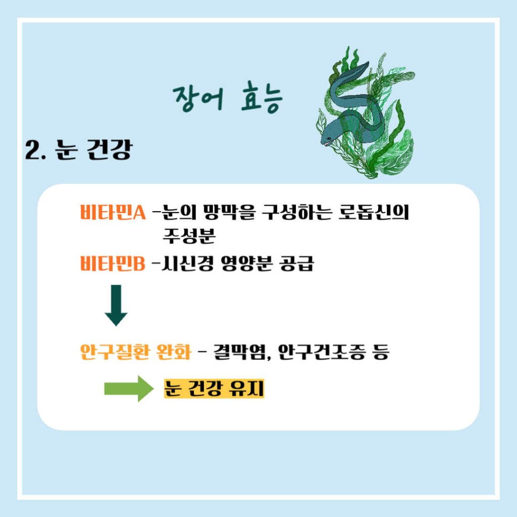 장어 효능 알아보기 : 면역력 강화, 눈건강, 여성질환 예방(feat. 부작용)