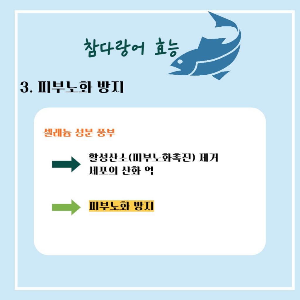 참다랑어 참치 효능 알아보기 : 두뇌건강, 혈관건강, 노화방지(feat. 부작용)