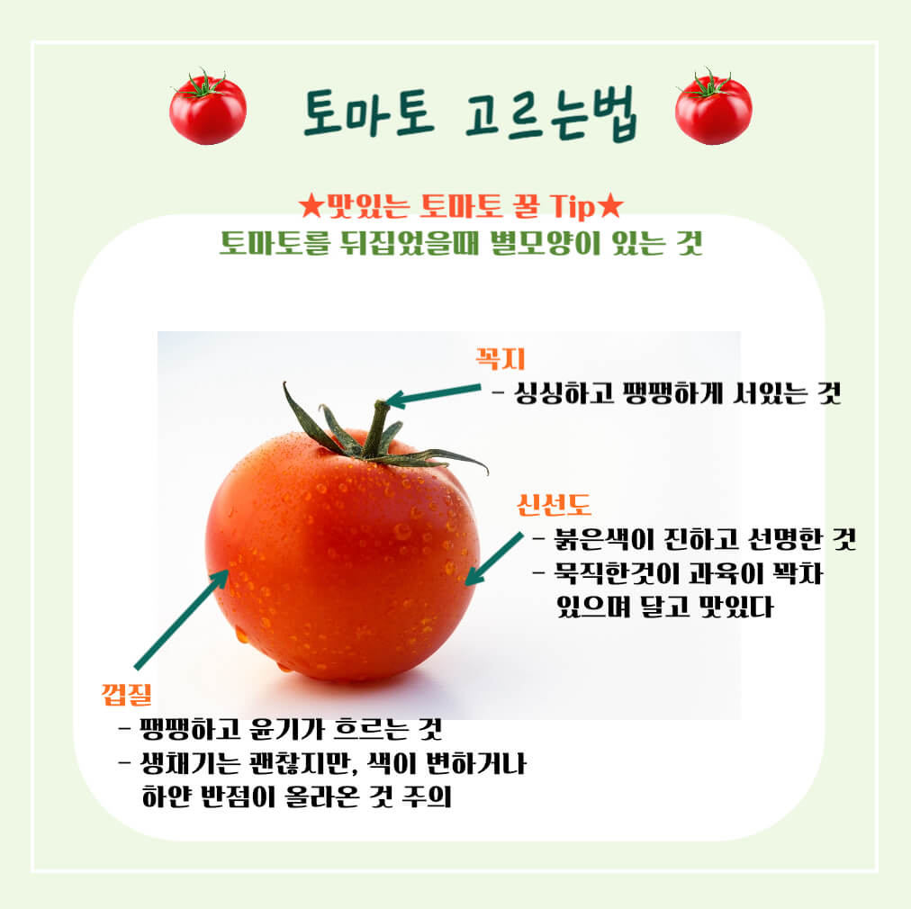 토마토 효능 칼로리 알아보기 : 암을 예방하는 빨간색(feat. 고르는법)