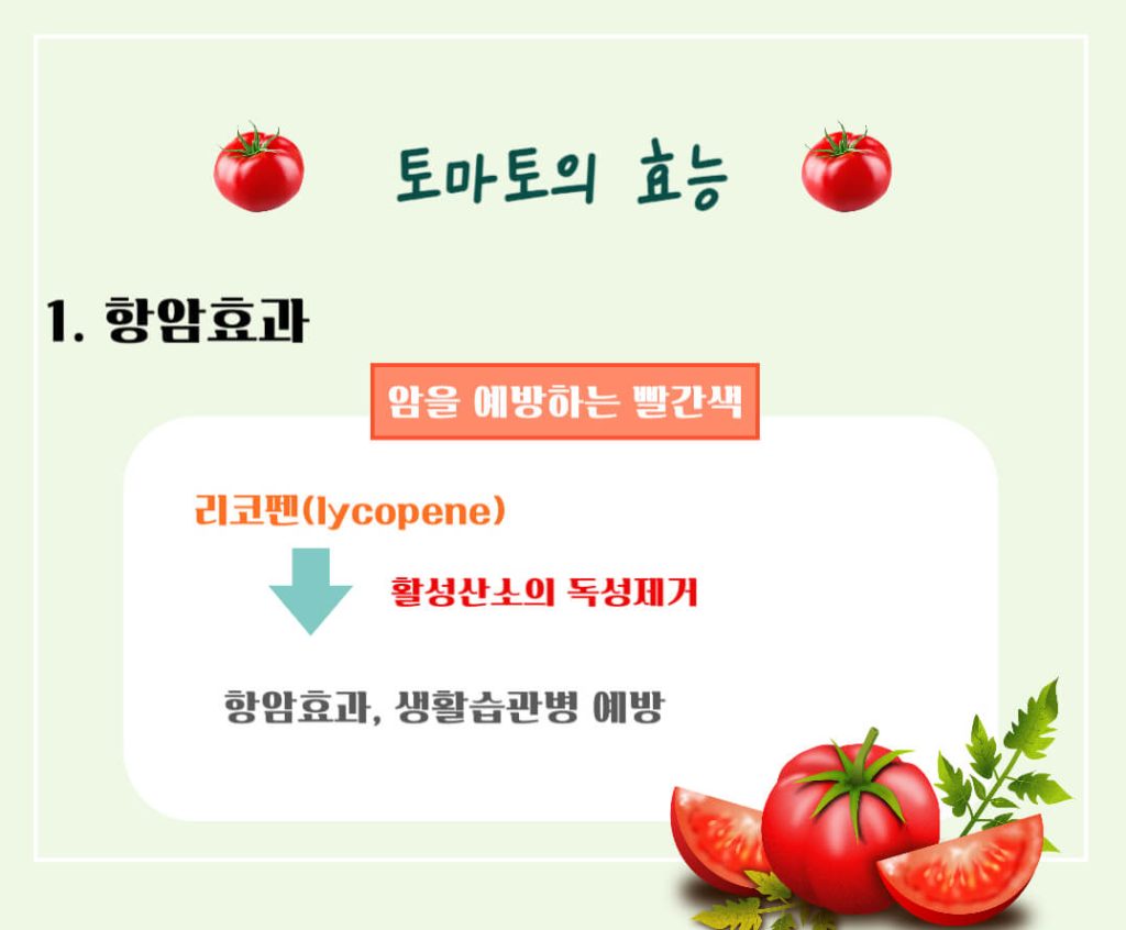 토마토 효능 칼로리 알아보기 : 암을 예방하는 빨간색(feat. 고르는법)