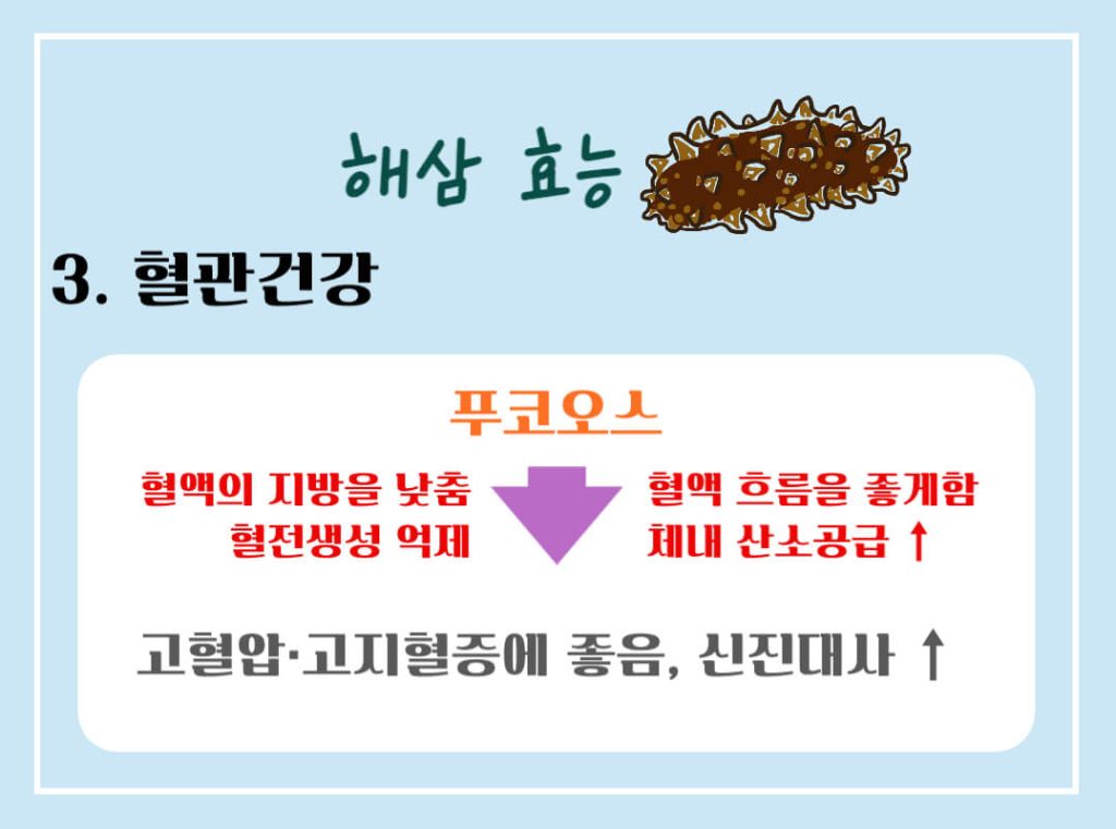 해삼 효능 7가지, 칼로리 알아보기 : 바다의 인삼(feat. 부작용)
