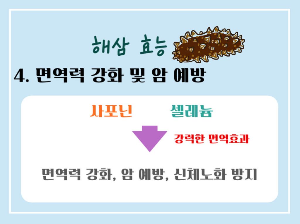해삼 효능 7가지, 칼로리 알아보기 : 바다의 인삼(feat. 부작용)