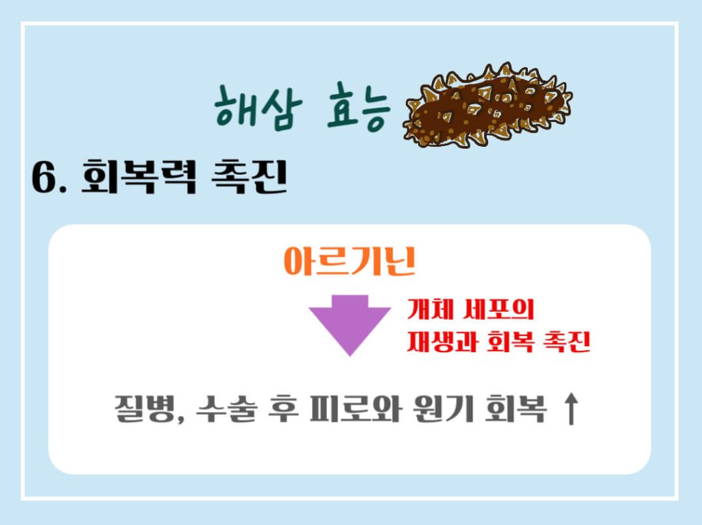 해삼 효능 7가지, 칼로리 알아보기 : 바다의 인삼(feat. 부작용)