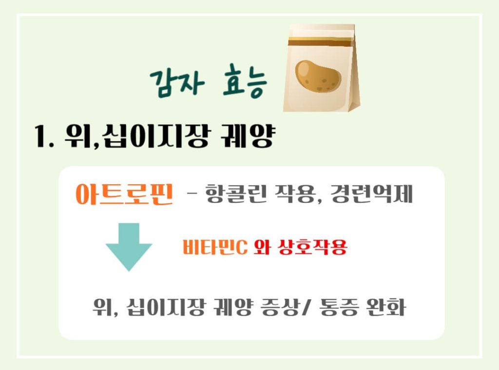 감자 효능 칼로리 알아보기 : 세계 4대 전분 작물(feat. 다이어트)