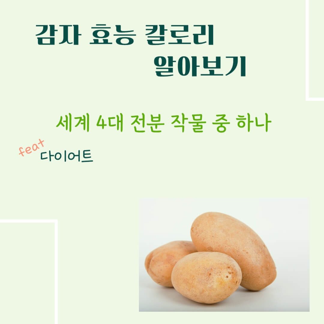 감자 효능 칼로리 알아보기 : 세계 4대 전분 작물(feat. 다이어트)