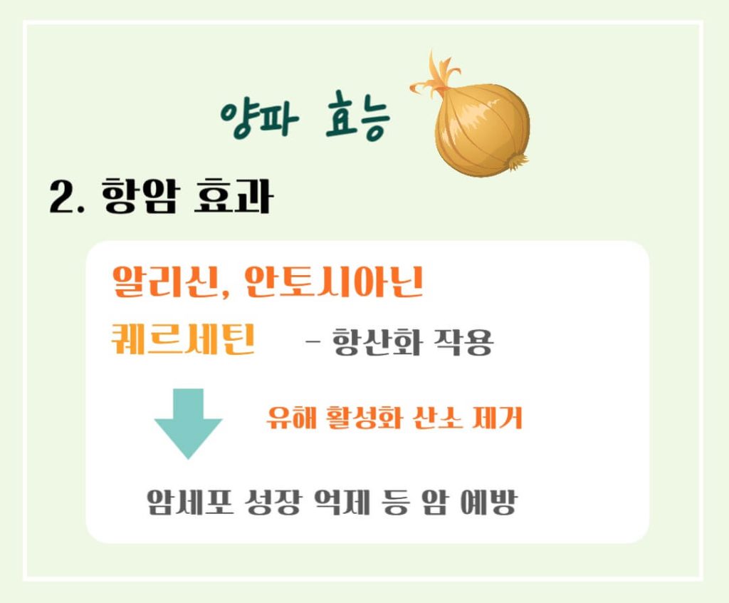 양파 효능 칼로리 알아보기 : 식탁위의 불로초(feat. 혈당조절)