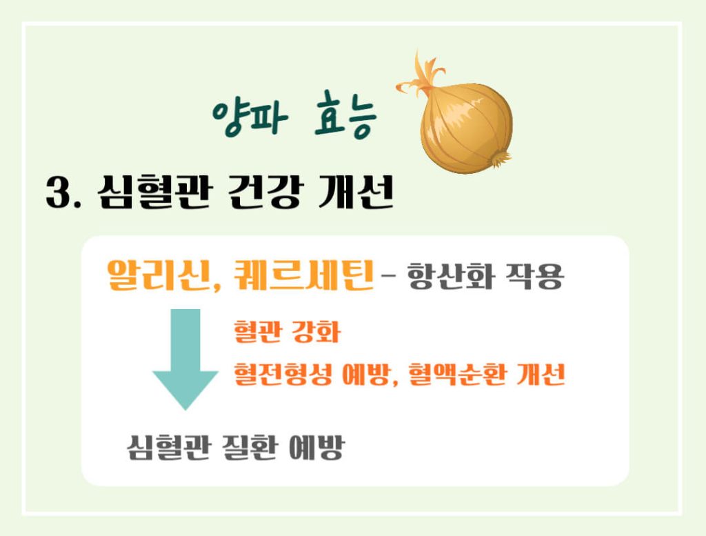 양파 효능 칼로리 알아보기 : 식탁위의 불로초(feat. 혈당조절)