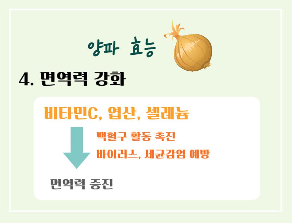 양파 효능 칼로리 알아보기 : 식탁위의 불로초(feat. 혈당조절)