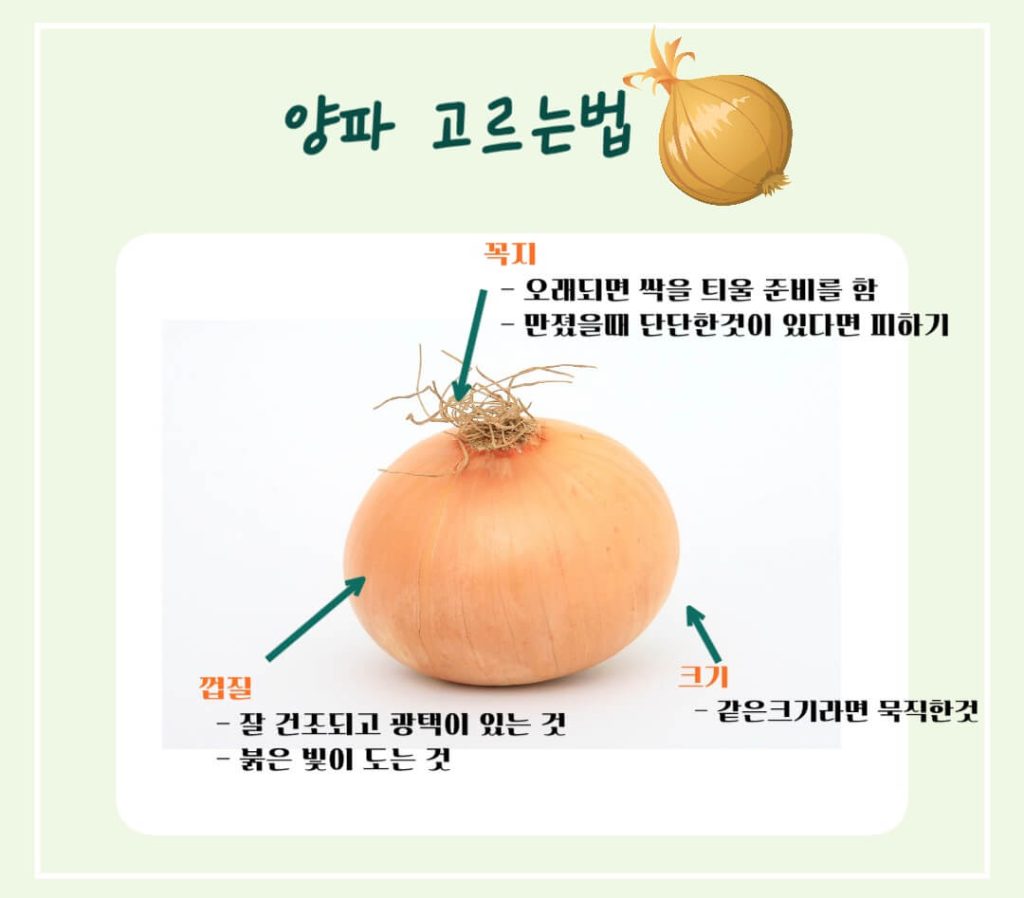 양파 효능 칼로리 알아보기 : 식탁위의 불로초(feat. 혈당조절)