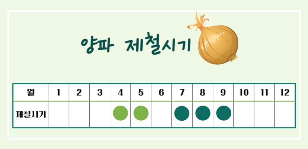 양파 효능 칼로리 알아보기 : 식탁위의 불로초(feat. 혈당조절)