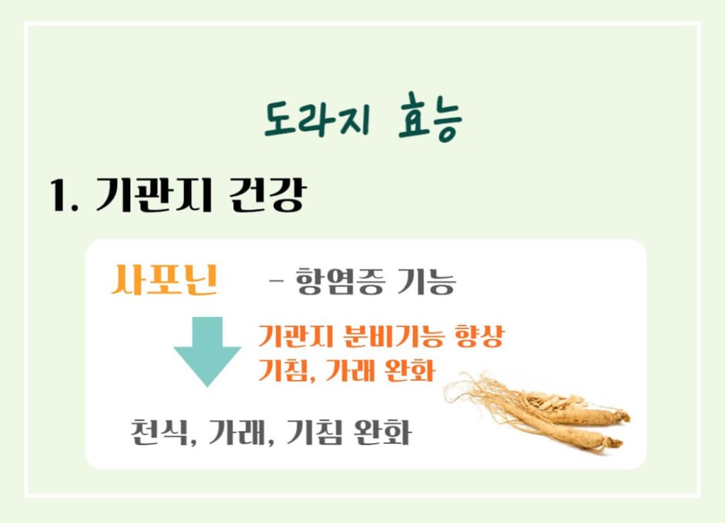 도라지 효능 칼로리 알아보기 : 좋은 도라지 고르는 법(feat. 기관지 건강)