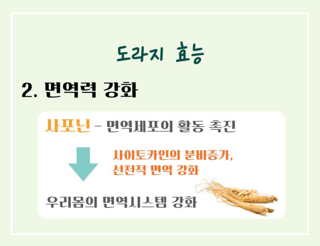 도라지 효능 칼로리 알아보기 : 좋은 도라지 고르는 법(feat. 기관지 건강)