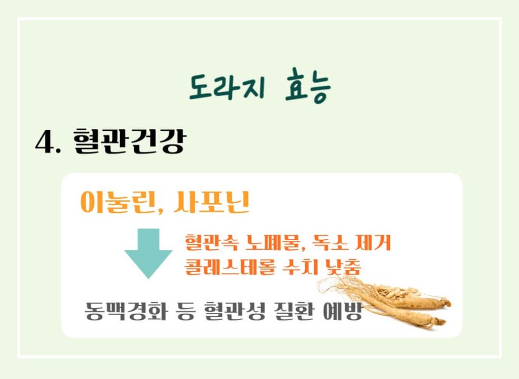 도라지 효능 칼로리 알아보기 : 좋은 도라지 고르는 법(feat. 기관지 건강)