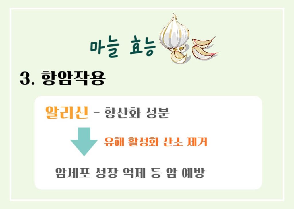 마늘 효능 칼로리 알아보기 : 세계 10대 건강식품(feat. 일해백리)