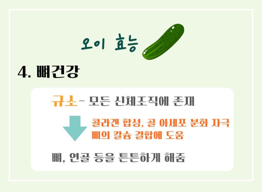 오이 효능 칼로리 알아보기 : 여름철 더위에 좋은 음식(feat. 다이어트)