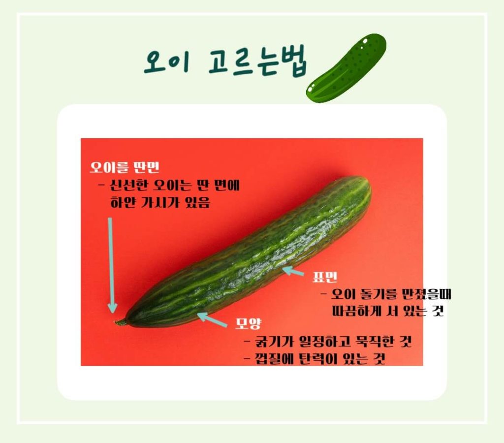 오이 효능 칼로리 알아보기 : 여름철 더위에 좋은 음식(feat. 다이어트)