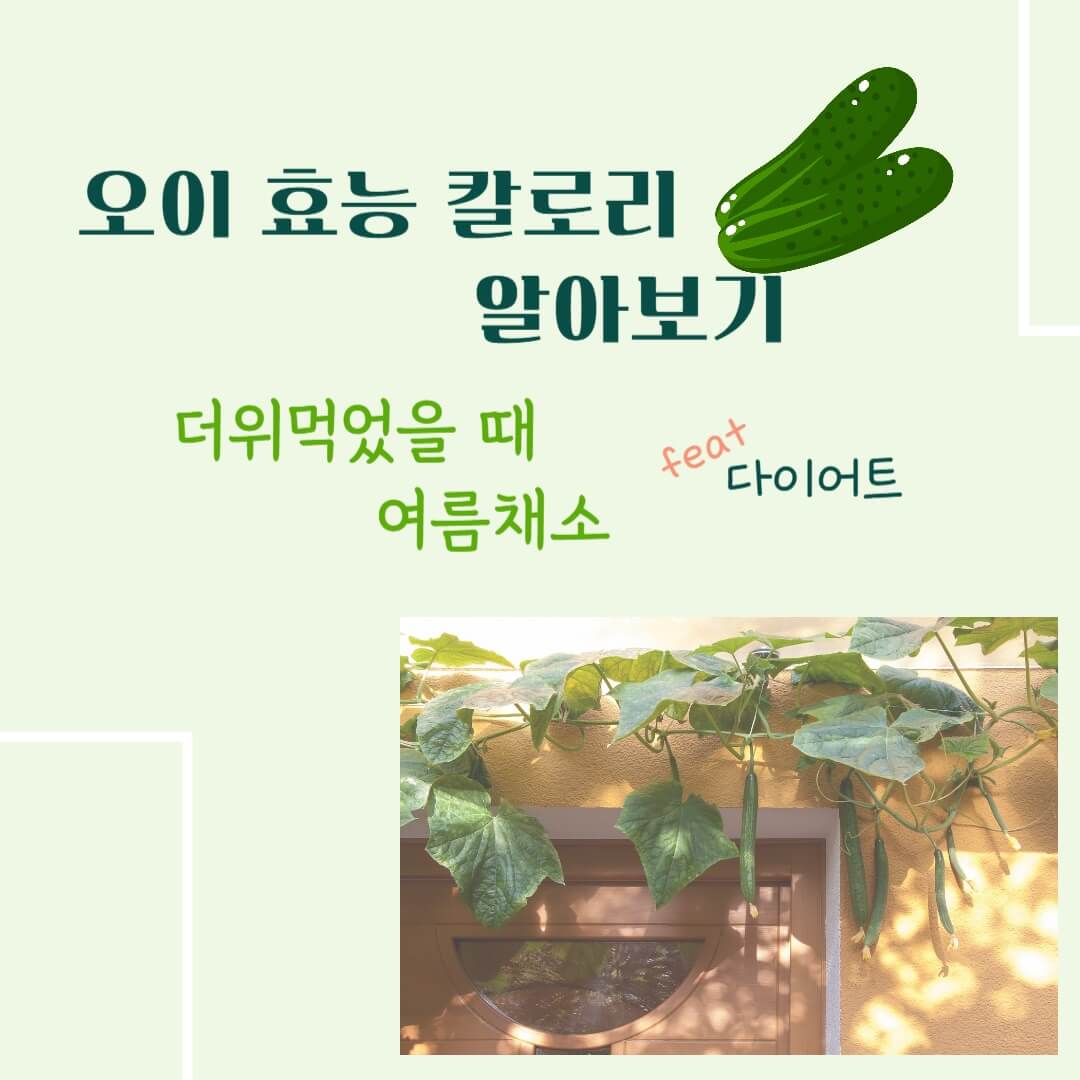오이 효능 칼로리 알아보기 : 여름철 더위에 좋은 음식(feat. 다이어트)