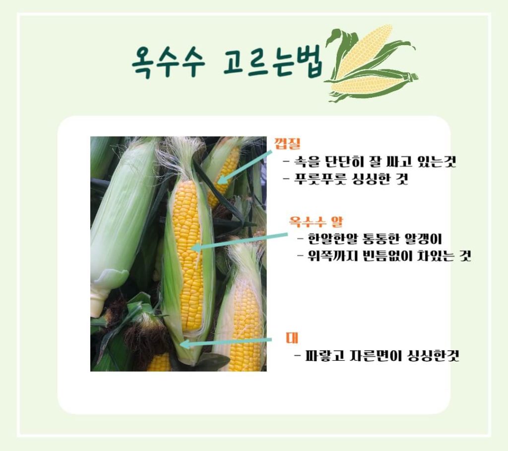 옥수수 효능 칼로리 알아보기 : 세계 3대 작물(feat. 다이어트)