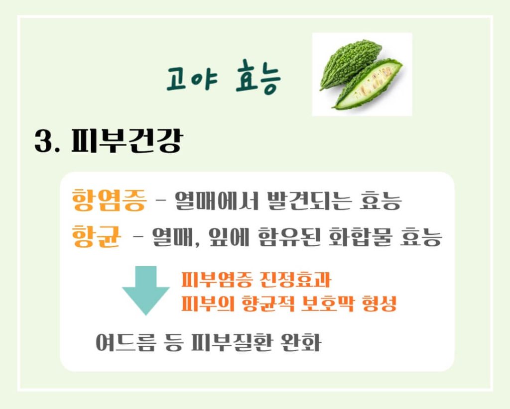 고야 효능 칼로리 알아보기 : 여름을 이겨내는 건강한 채소(feat. 부작용)