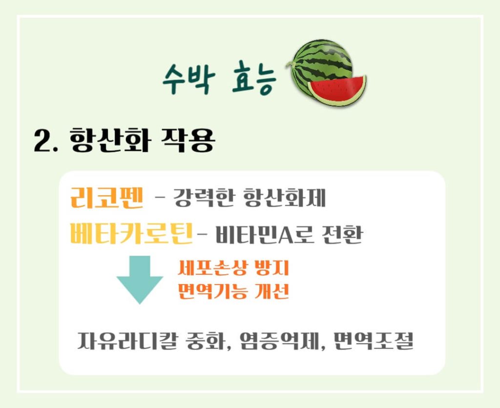 놀라운 수박의 효능과 칼로리 : 건강한 여름의 필수 과일