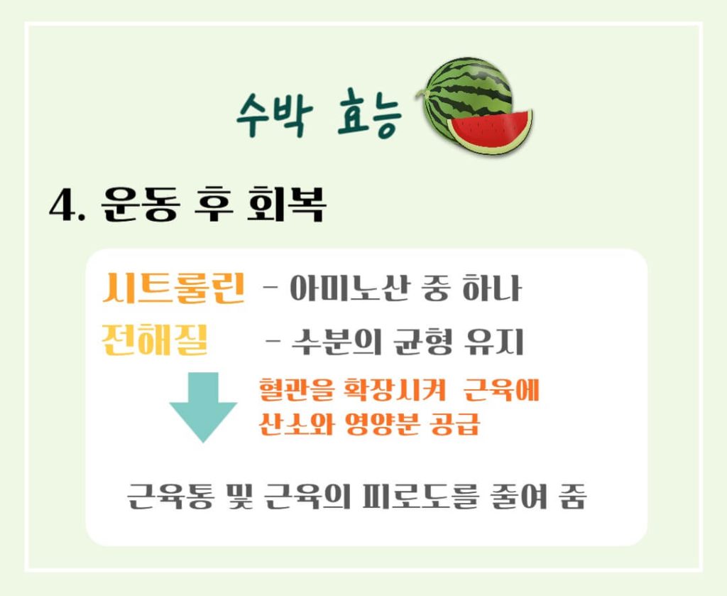 놀라운 수박의 효능과 칼로리 : 건강한 여름의 필수 과일