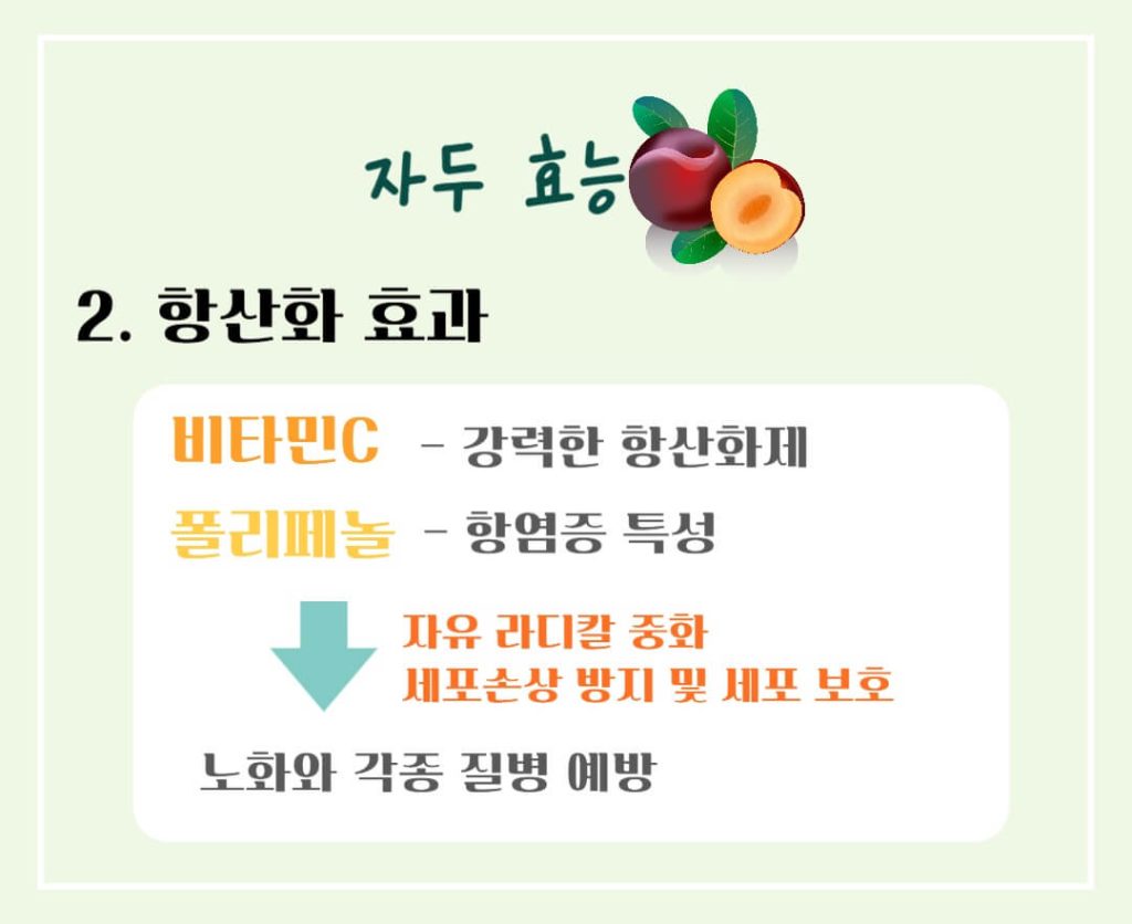 빛나는 붉은 자두의 효능과 칼로리 : 칼로리 걱정없는 건강한 비밀