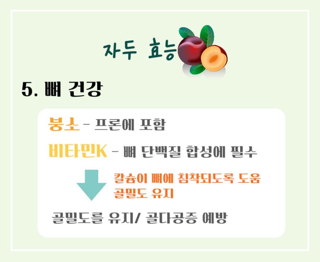 빛나는 붉은 자두의 효능과 칼로리 : 칼로리 걱정없는 건강한 비밀