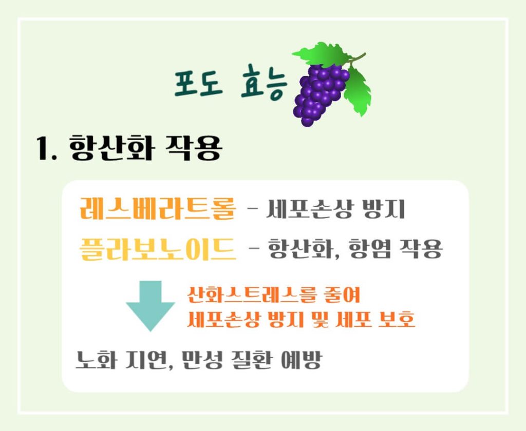 포도의 효능 칼로리 완벽가이드 : 건강을 위한 슈퍼푸드