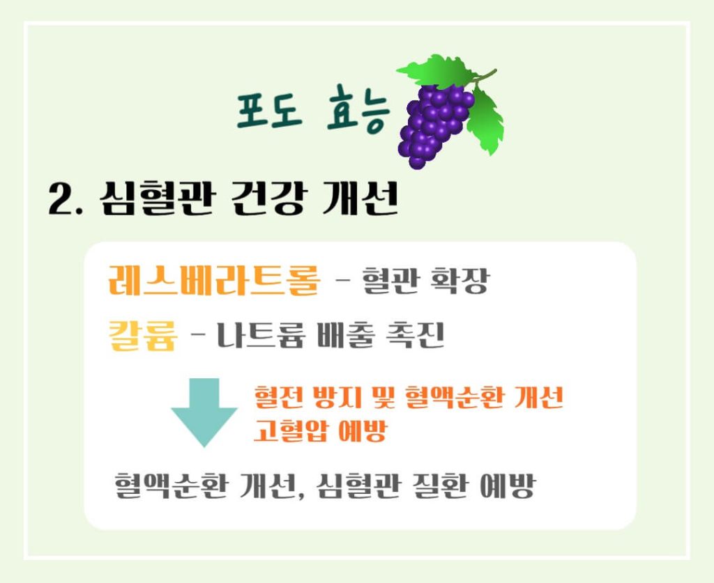 포도의 효능 칼로리 완벽가이드 : 건강을 위한 슈퍼푸드