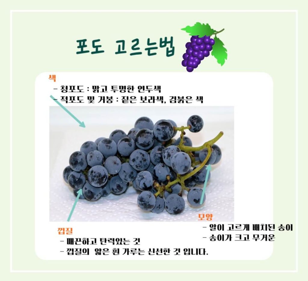 포도의 효능 칼로리 완벽가이드 : 건강을 위한 슈퍼푸드