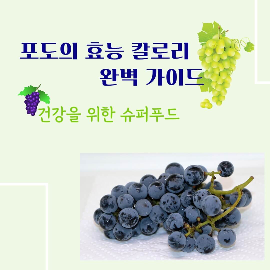 포도의 효능 칼로리 완벽가이드 : 건강을 위한 슈퍼푸드