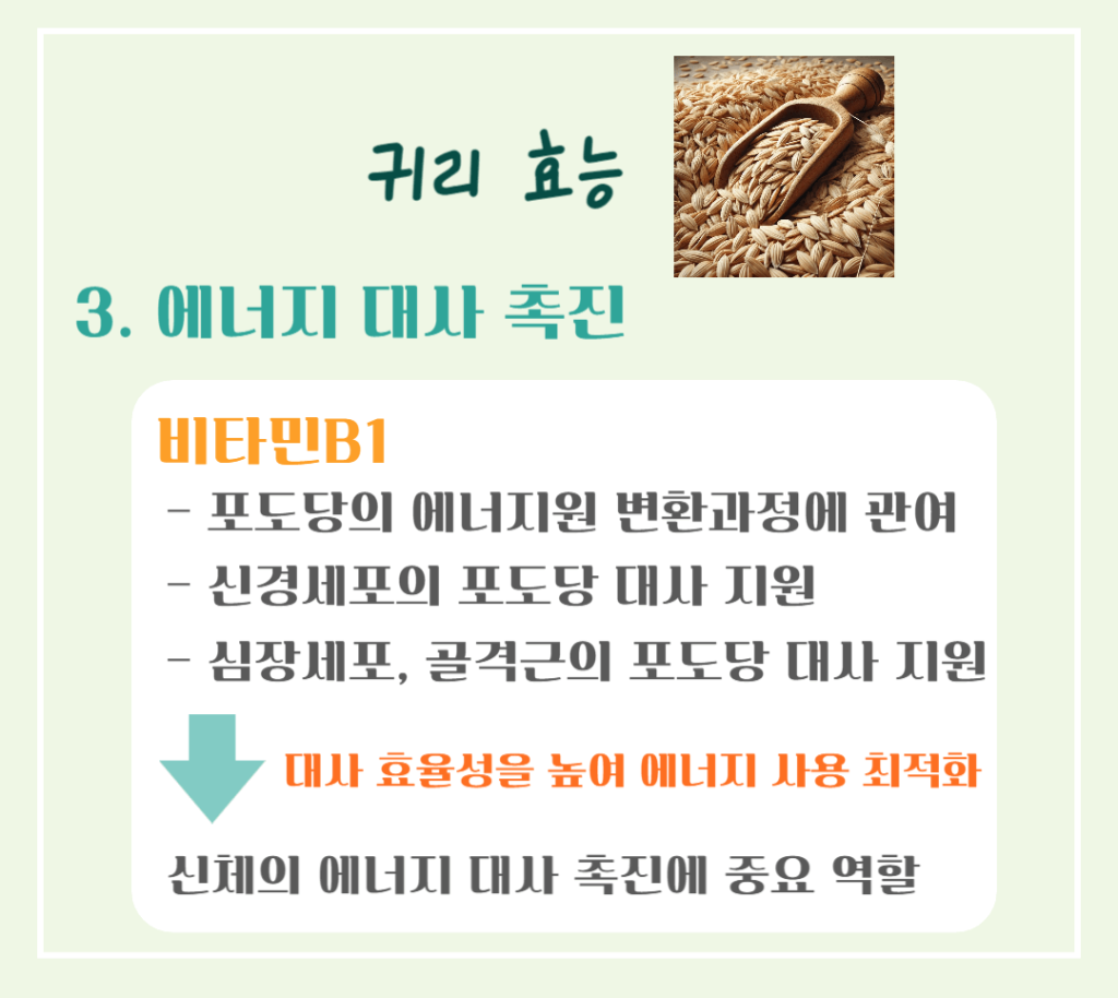 10대 슈퍼푸드 귀리 효능 칼로리 : 황금빛 오트밀 건강비밀!