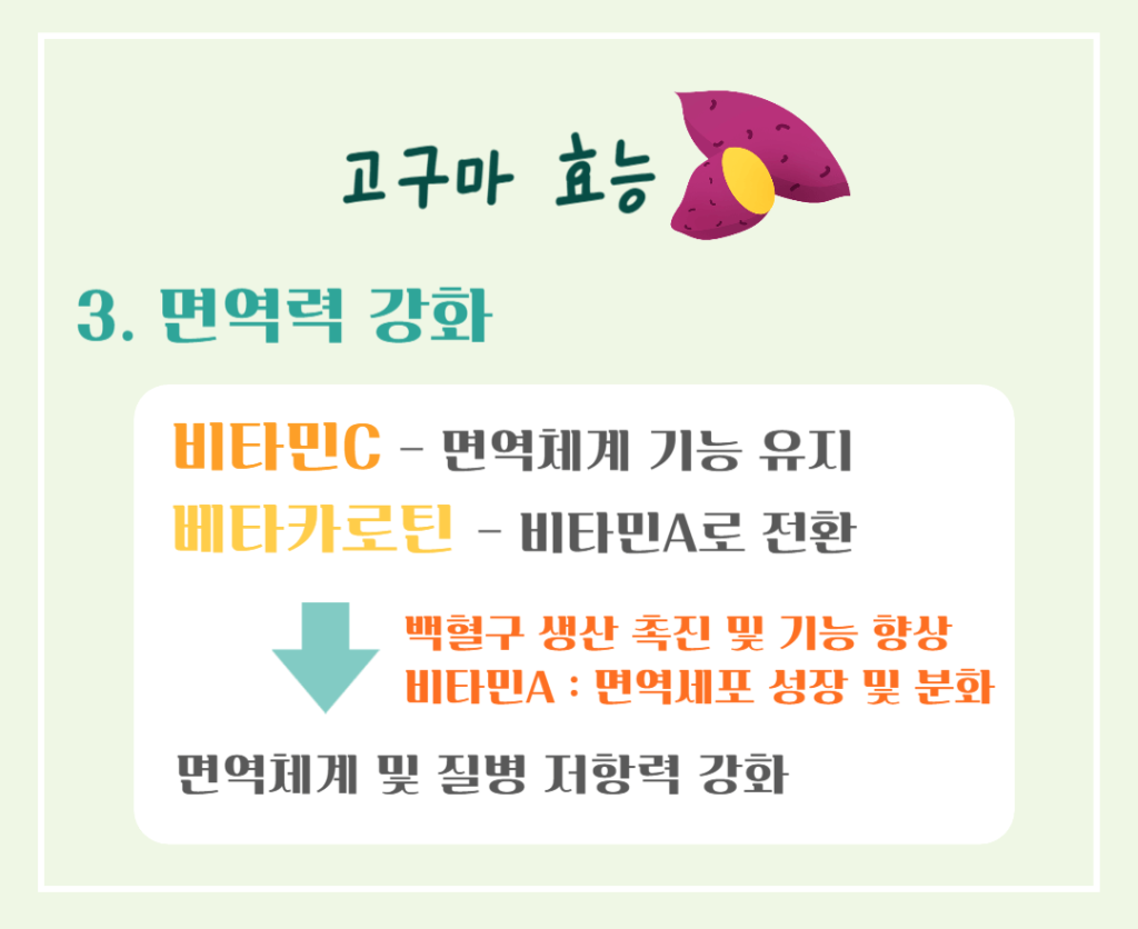 달콤 영양가득!! 고구마의 효능 칼로리 : 수확시기 vs 제철시기 완벽정리