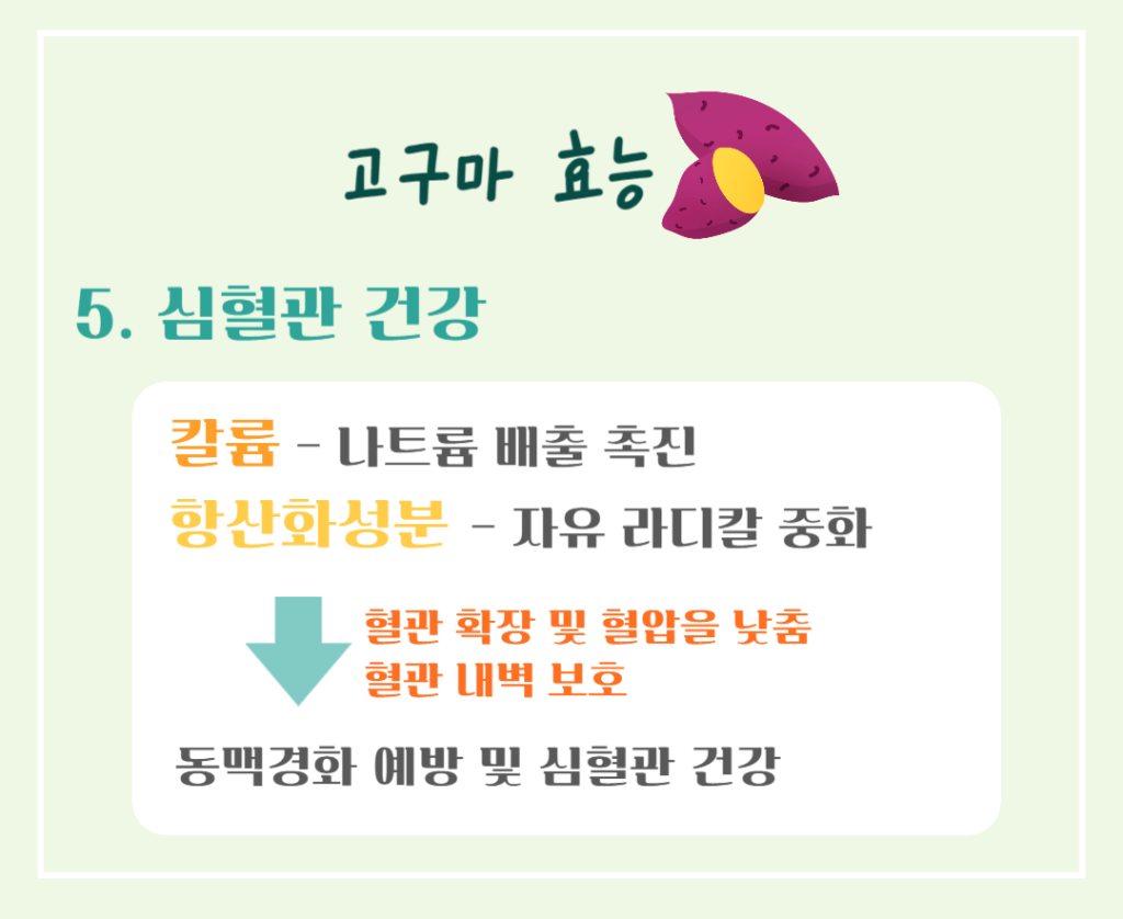 달콤 영양가득!! 고구마의 효능 칼로리 : 수확시기 vs 제철시기 완벽정리