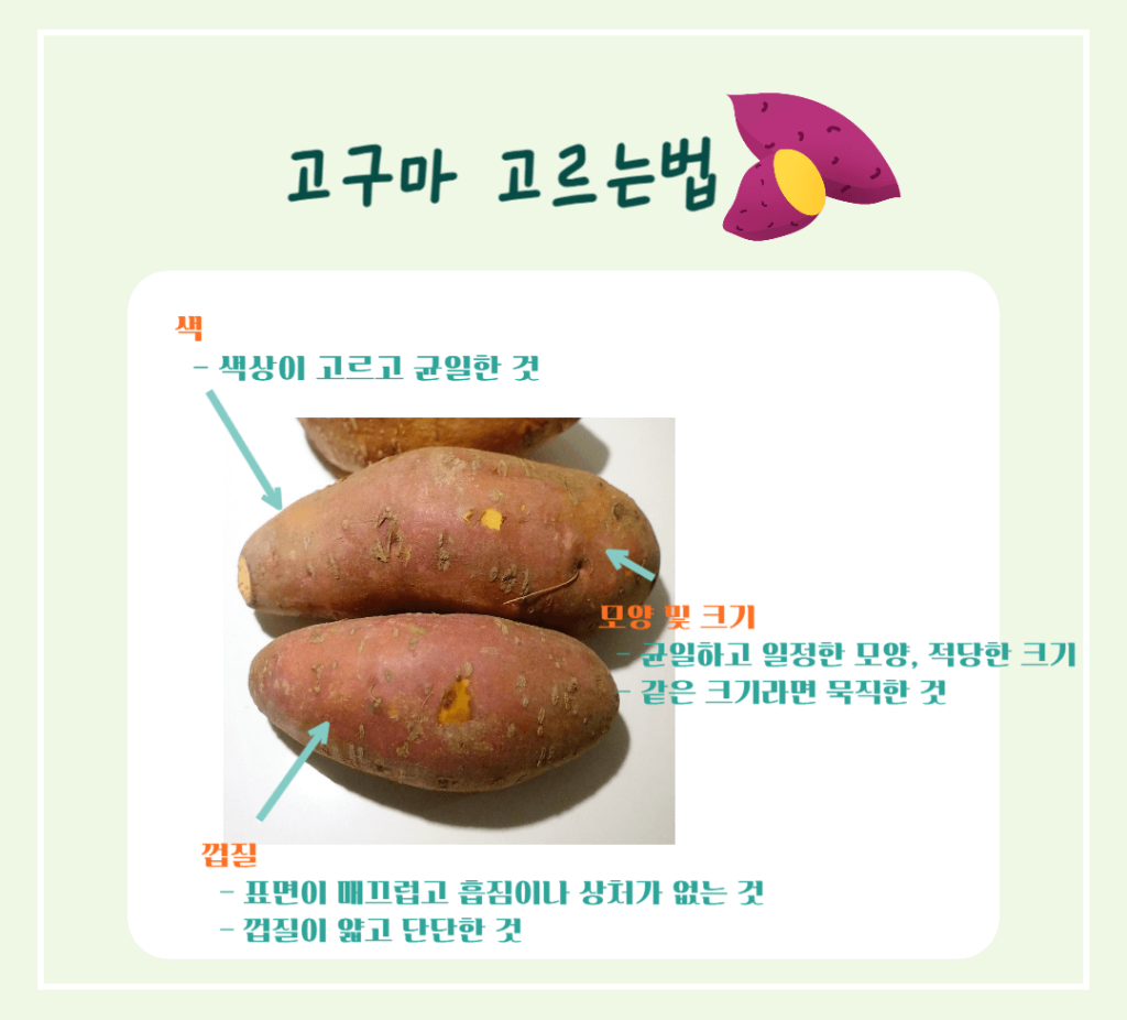 달콤 영양가득!! 고구마의 효능 칼로리 : 수확시기 vs 제철시기 완벽정리