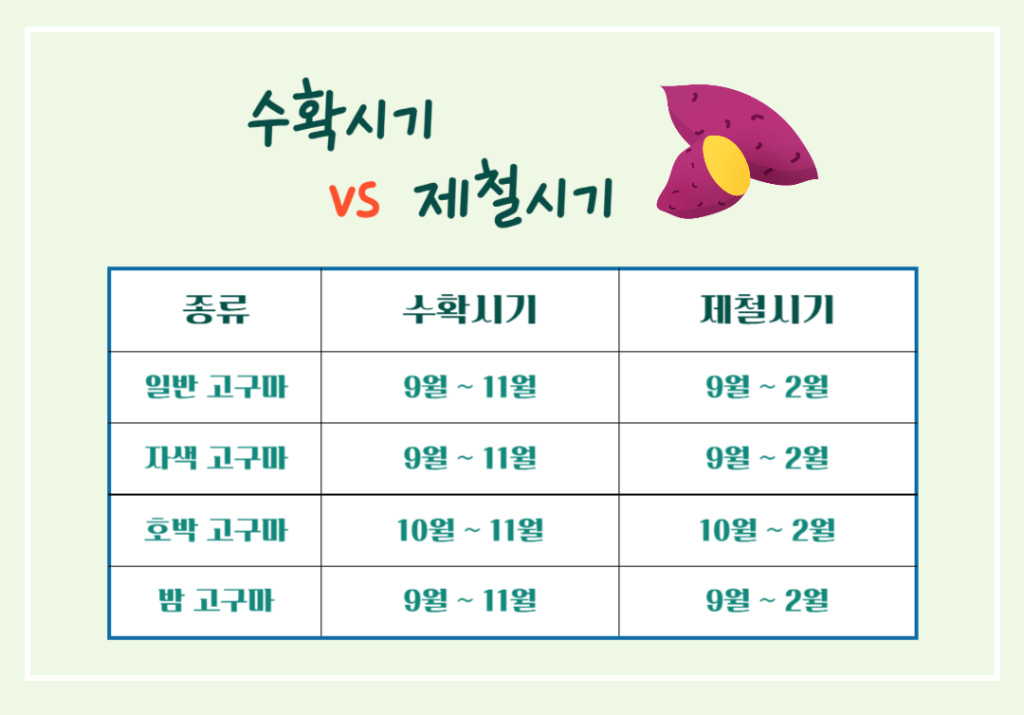 달콤 영양가득!! 고구마의 효능 칼로리 : 수확시기 vs 제철시기 완벽정리
