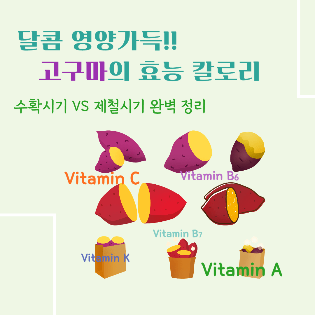 달콤 영양가득!! 고구마의 효능 칼로리 : 수확시기 vs 제철시기 완벽정리