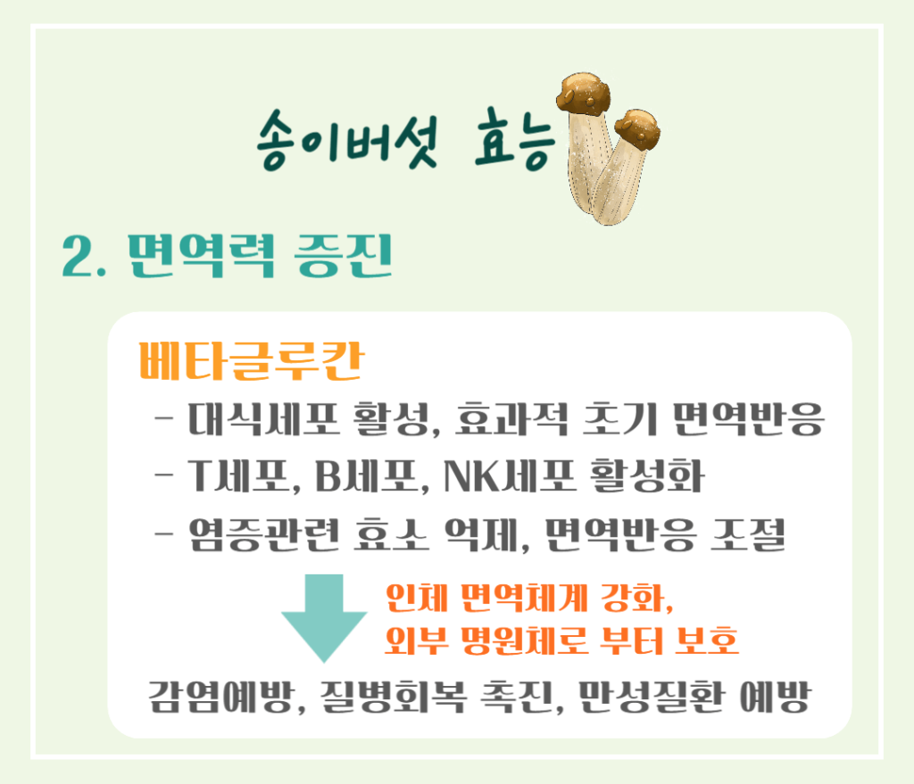 가을 숲의 진한향 송이버섯 효능 & 칼로리 : 제철 미식가의 건강한 선택