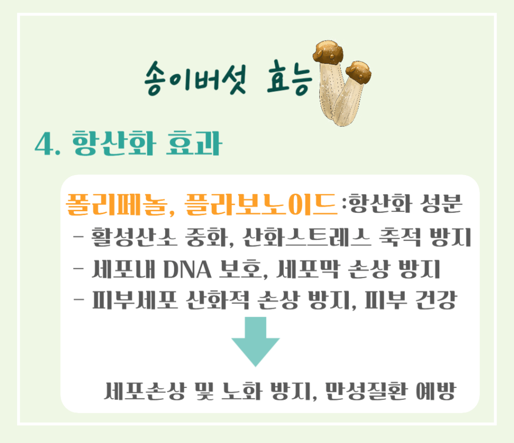 가을 숲의 진한향 송이버섯 효능 & 칼로리 : 제철 미식가의 건강한 선택