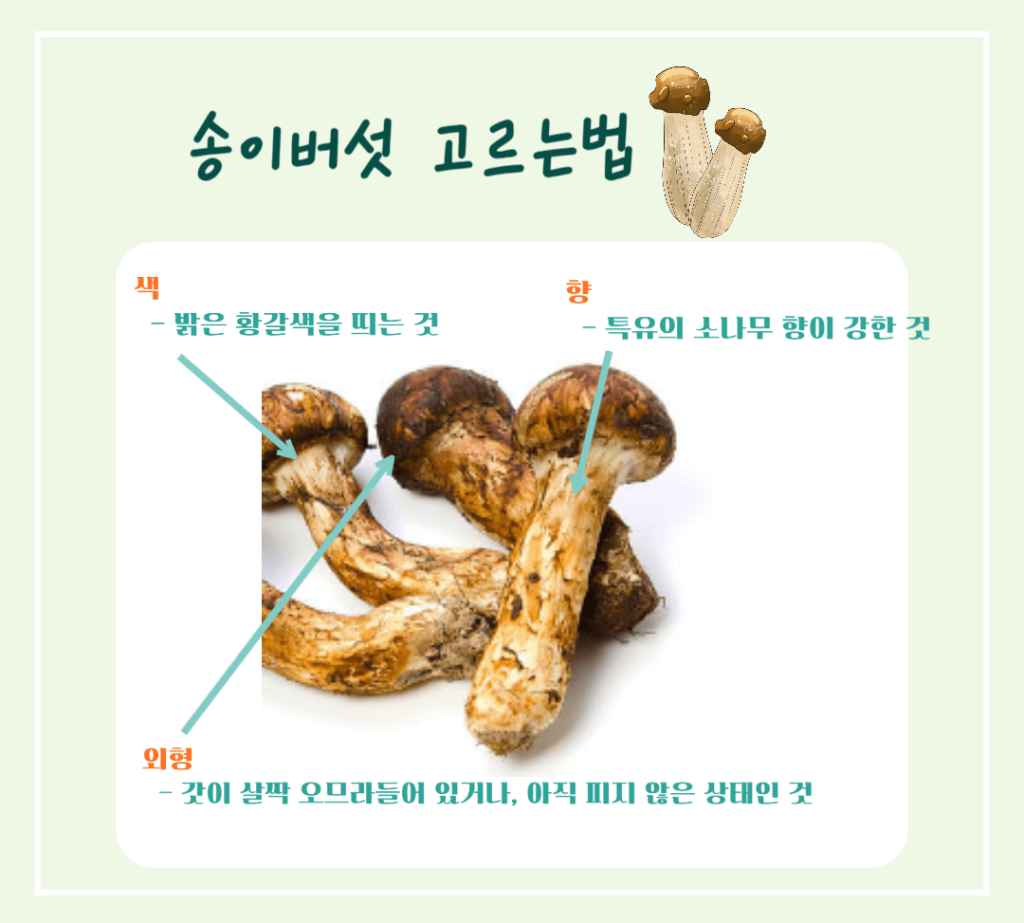 가을 숲의 진한향 송이버섯 효능 & 칼로리 : 제철 미식가의 건강한 선택