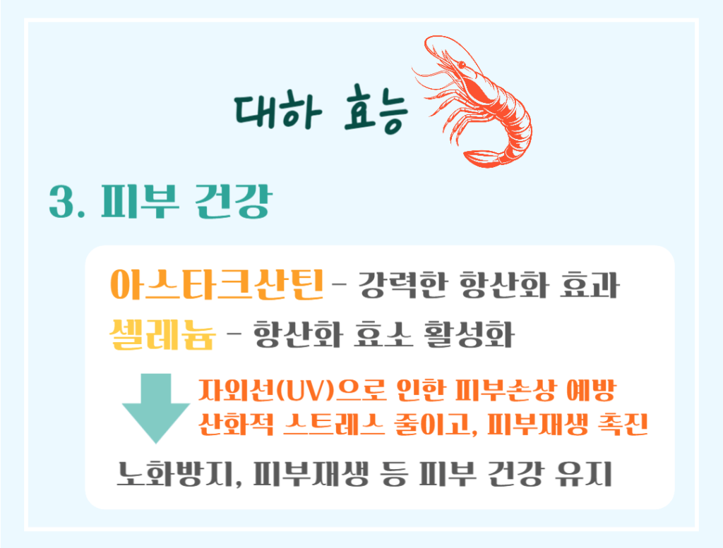 가을철 건강 보물! 대하 효능 & 칼로리 : 저칼로리 고단백 슈퍼푸드