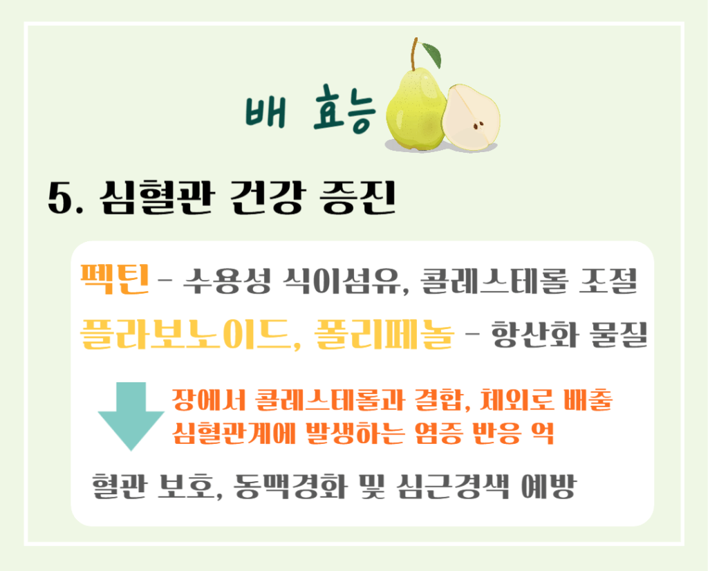 기관지를 위한 상쾌한 호흡! 배의 효능 & 칼로리 : 기관지에 좋은 가을 과일