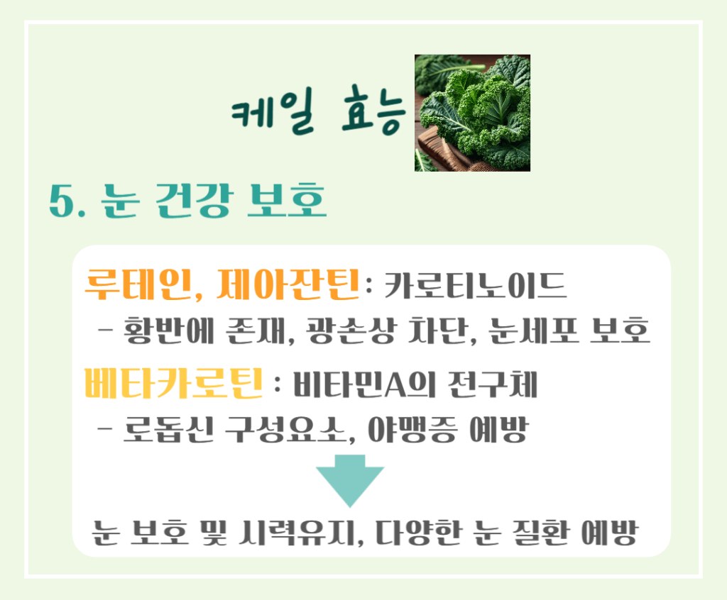 선명한 초록 잎의 힘! 케일 효능 & 칼로리 : 저칼로리 영양폭탄